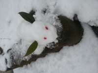 雪ウサギ.jpg